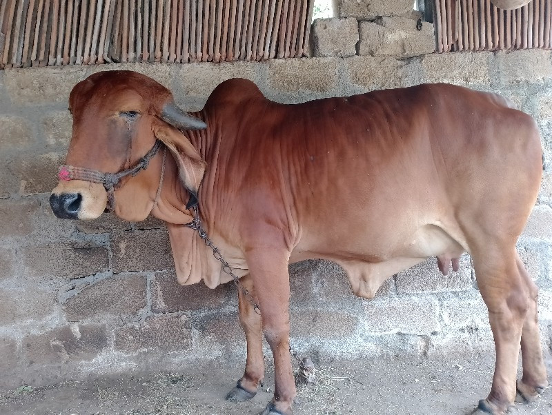 ગાય વેચવાની સે