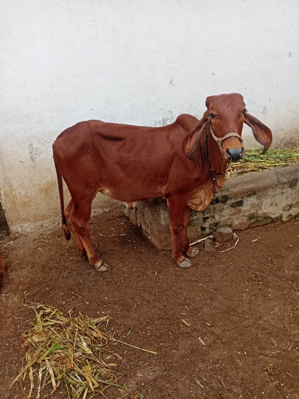 વાછડી વેચવાની છ...