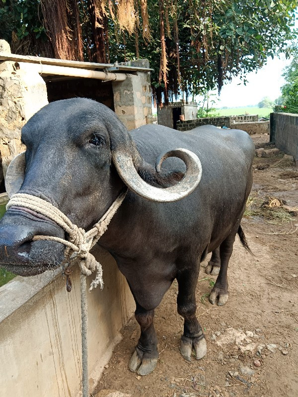 ખડેલી બેસવાની છ...