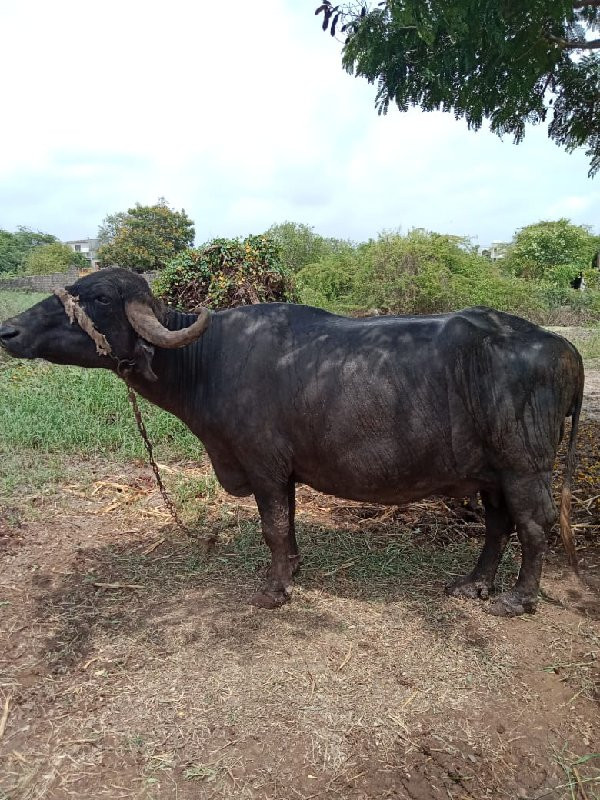 ભેંસ વેચવાની છે