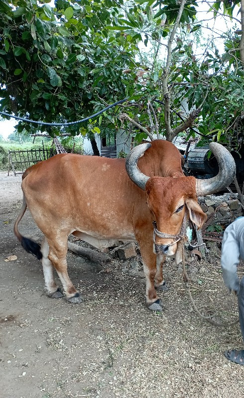 બળદ એક જ સે