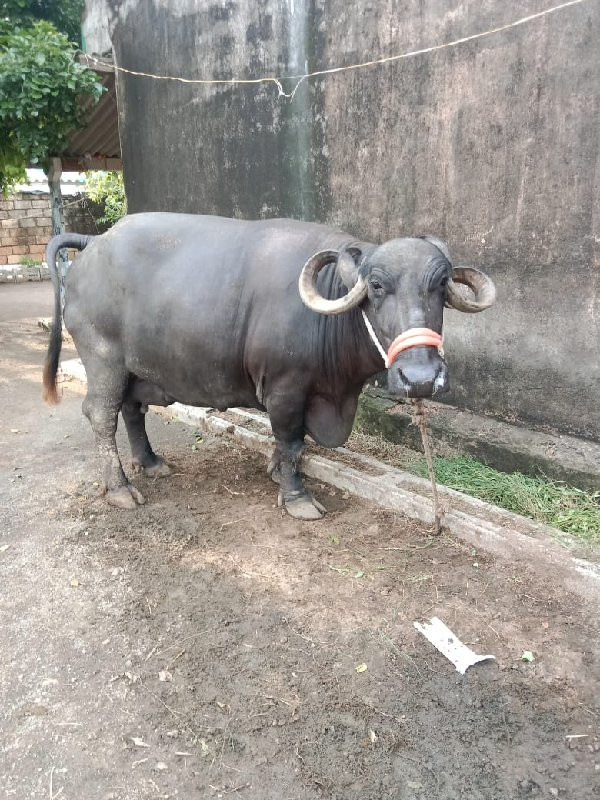 ભેંસ વેચવાની છે...