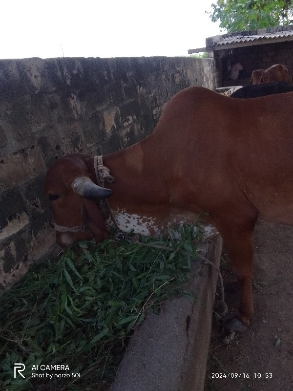 ગીર ગાય