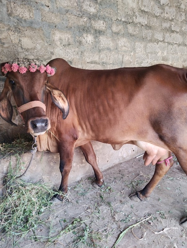 ગાઈ વેશવાની છે