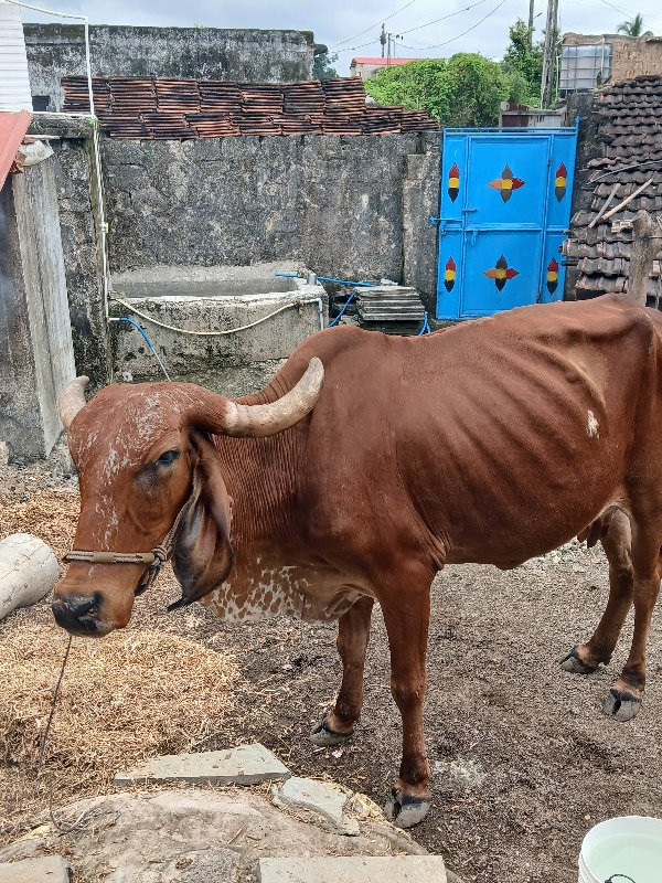 બીજુ વેતર નીચે...