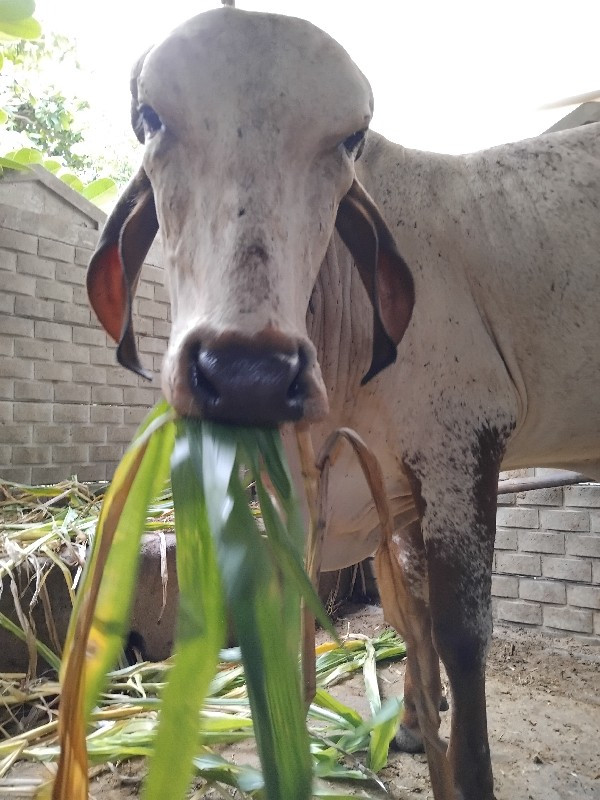 વાછડી લીલડી