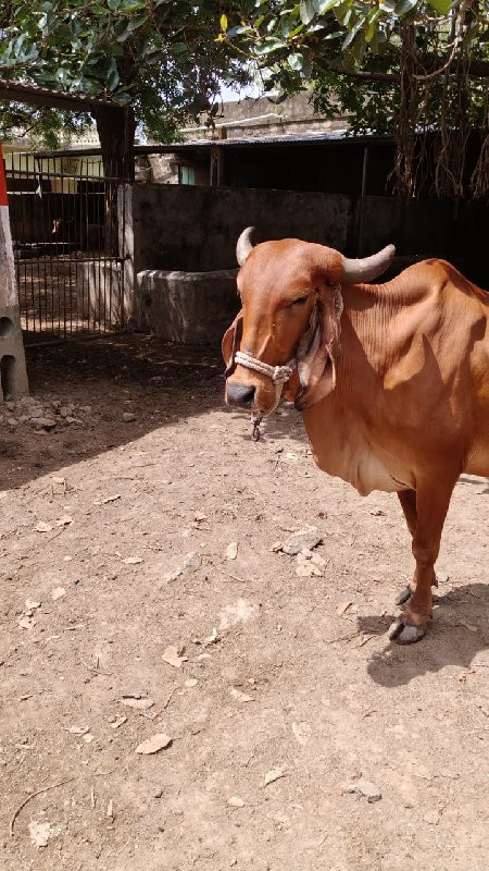 ગાય વેચવાની છે