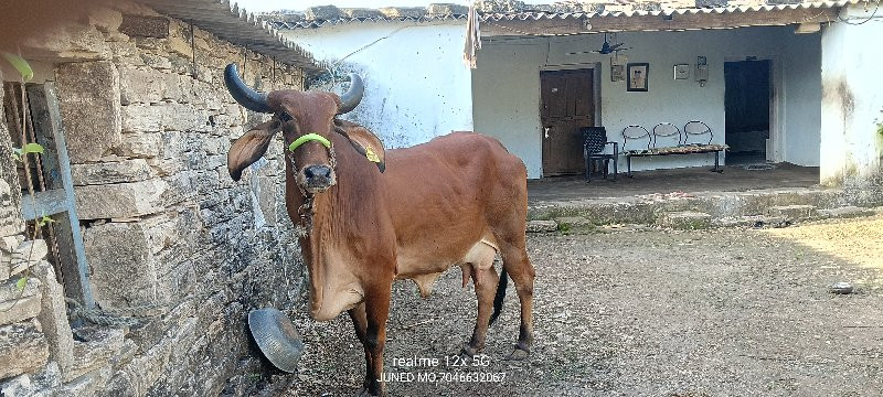 ગાય વેચવાની છે