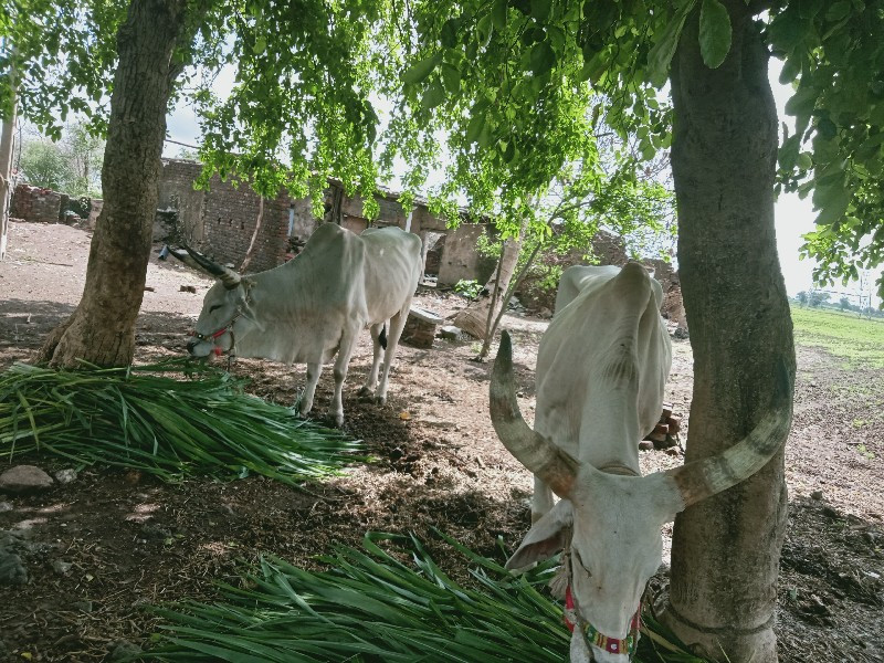 બડદ ગોધલા