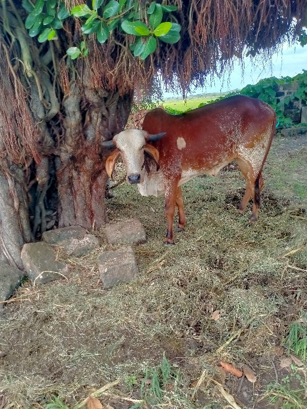 ઓડકી વેચવા ની સ...