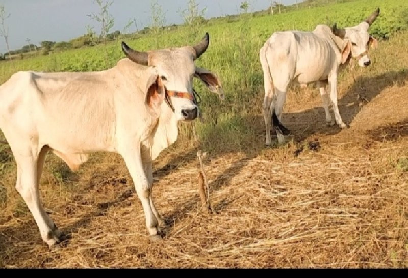 ગોધલા વેસવાનાસે