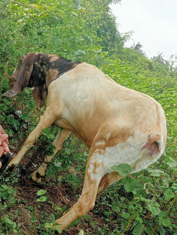 રાજશથાની બકરી વ...