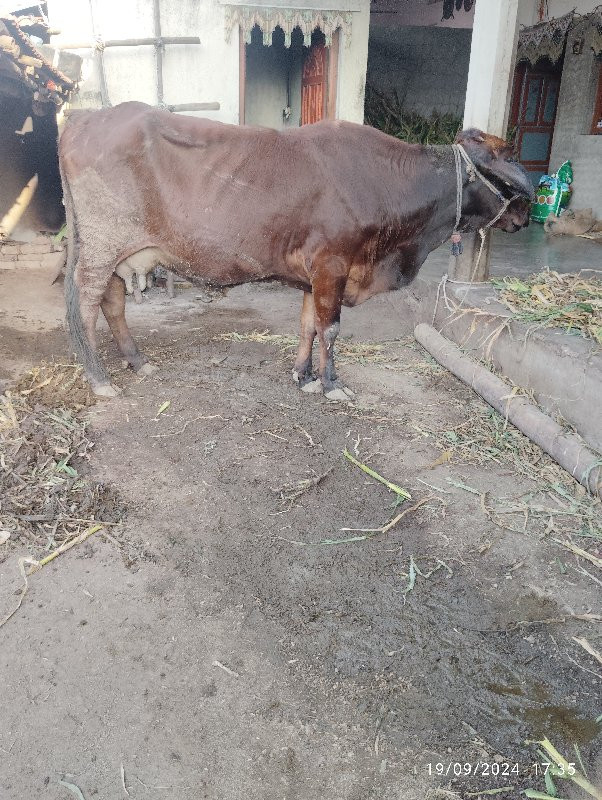 આ ત્રણ ગાયુ વેચ...