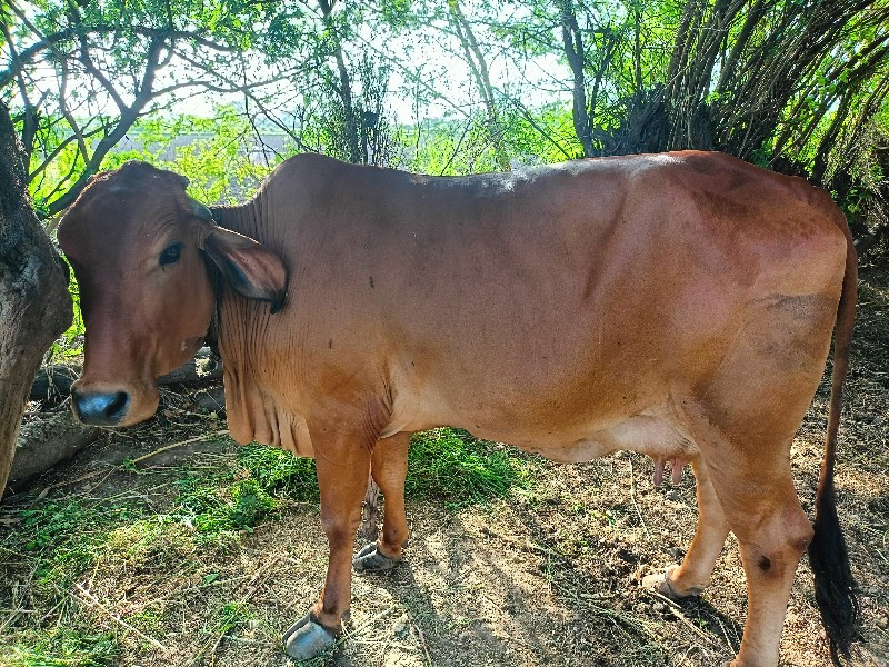 જરસિ-ગાય