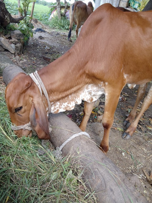 વાછરડી વેચવાની...