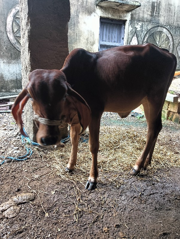 વાસડીવેસવાનીસે