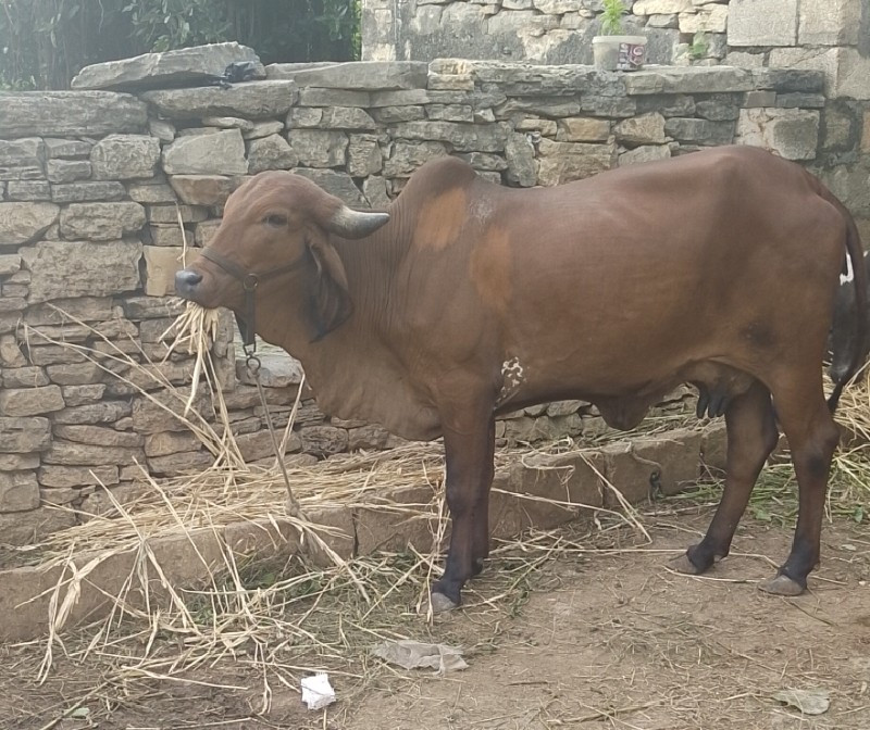 ગાય વેચવાની છે