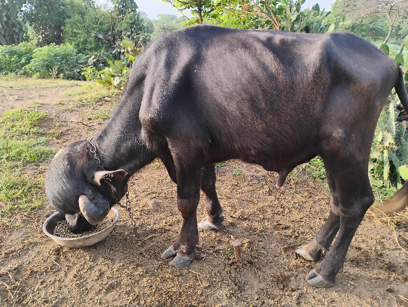 પાડો વેચવાનો છે