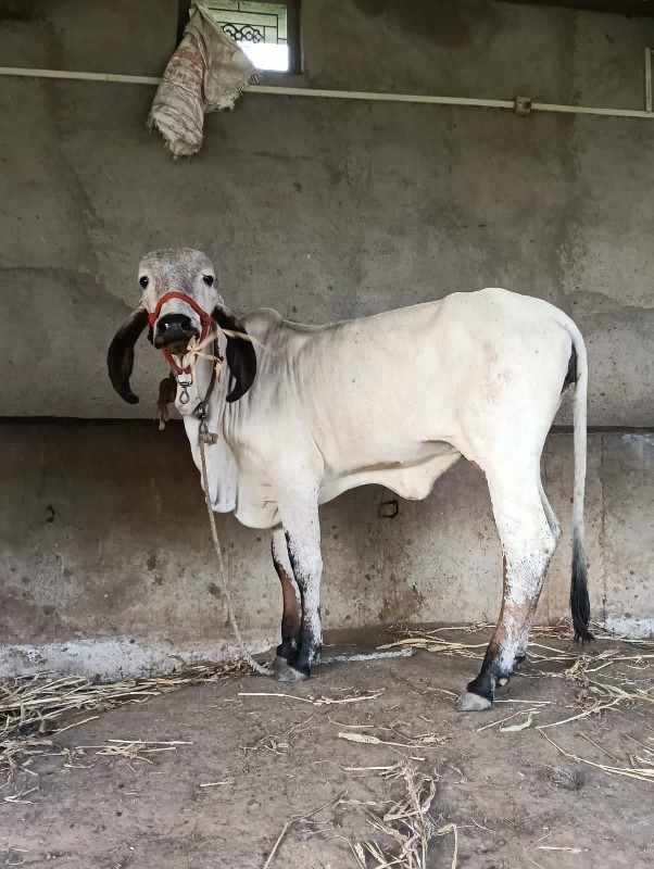 વાસડી