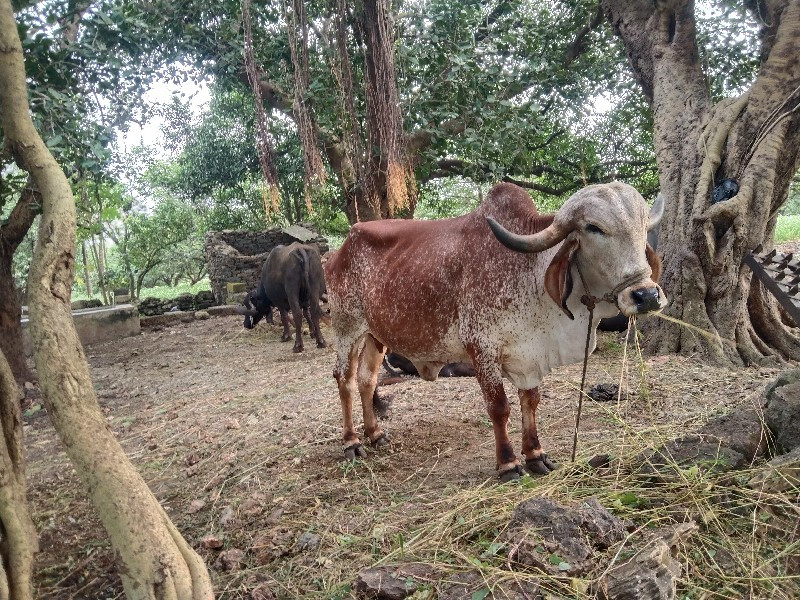 કાબરી ગીર ગાય વ...