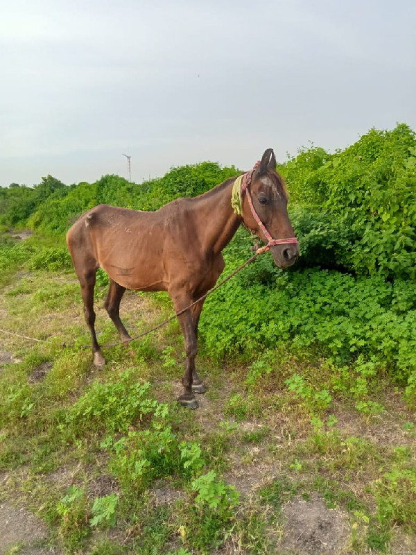 જામનગર જિલ્લાનુ...