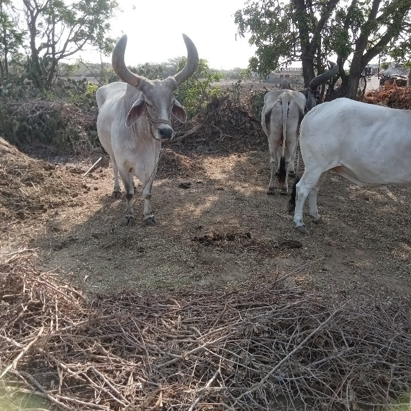 ૭ ધર  બધી જવાબદ...