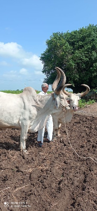 બળદ