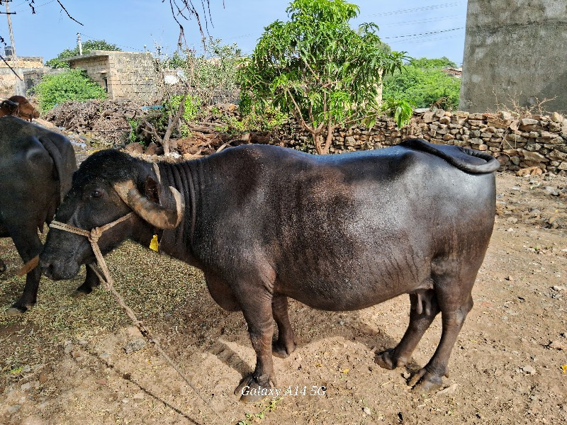 ભેસ વેચવાની છે