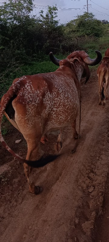 ગાય 🐮