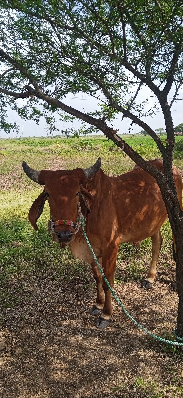 ગોરીયા ગોઢલા 1વ...