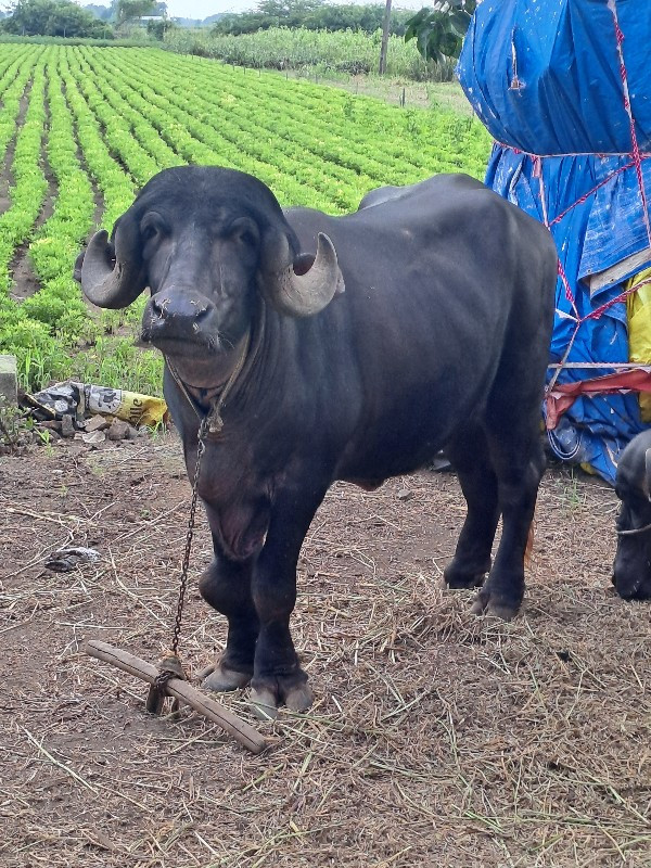 ખળેલી વેચવાની છ...