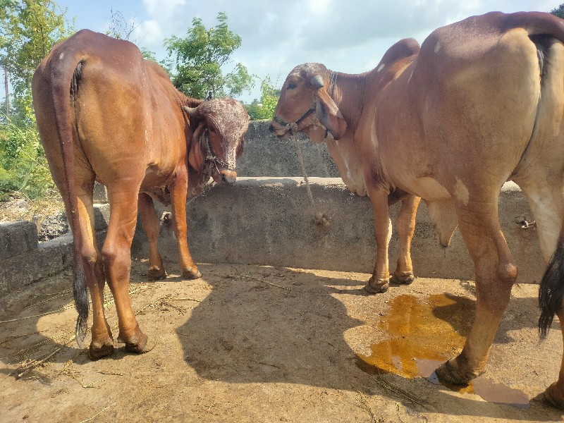 સાવ સોજા શે