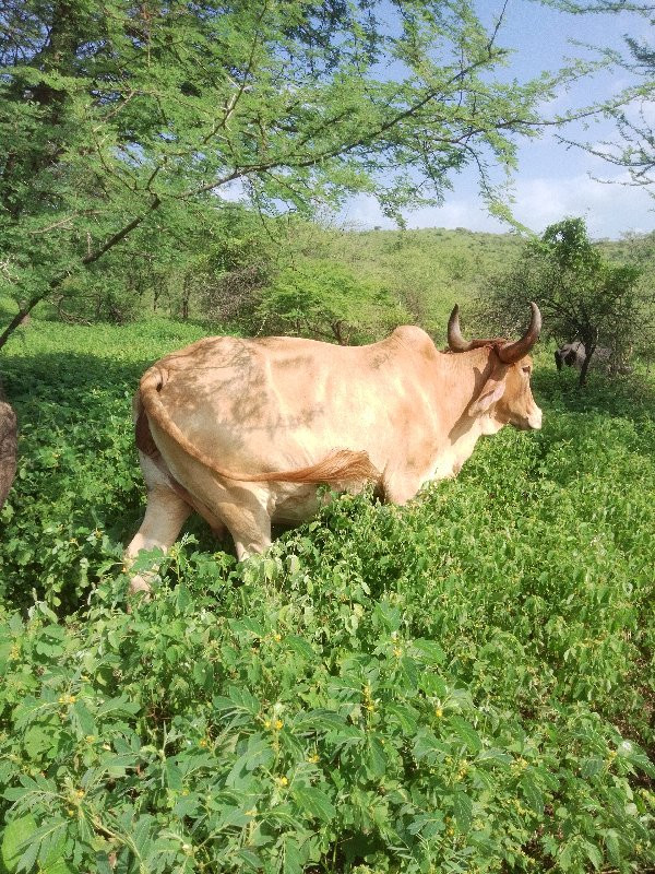 ગાય વેચવાની