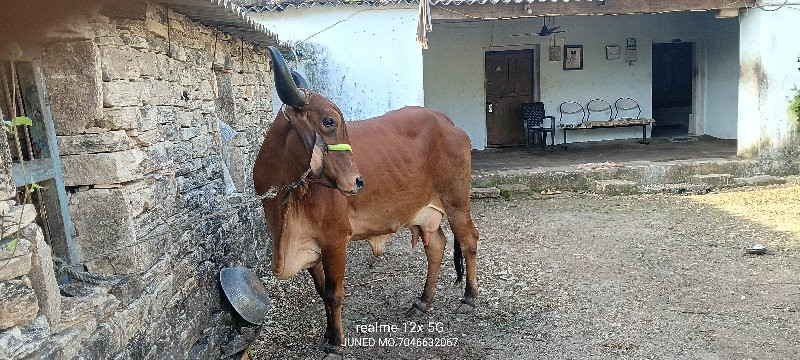 ગાય વેચવાની છે