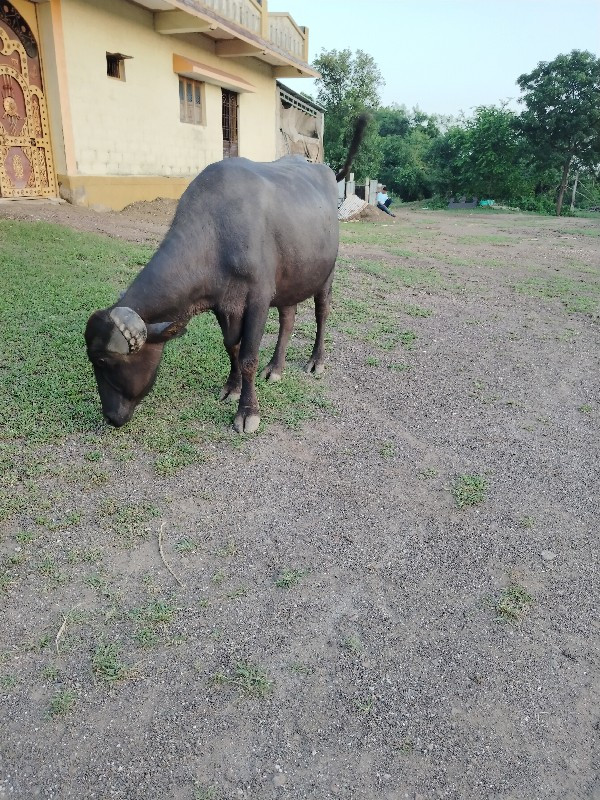 બીજું વેતર ભેંસ...