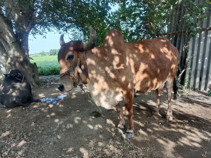 ગાય વેશીદેવી છે