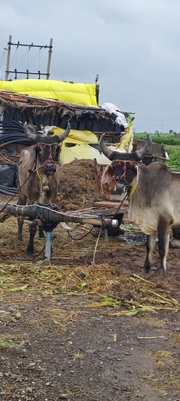 ગોંડલમાં વેચવાન...