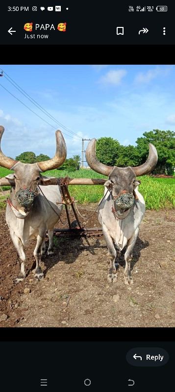 બડદ સાવ સોજા છે