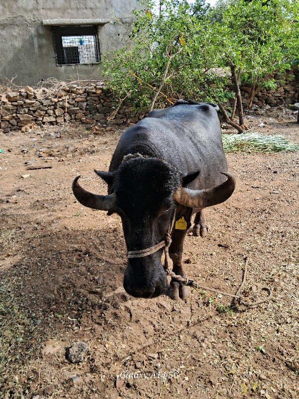 ભેસ વેચવાની છે