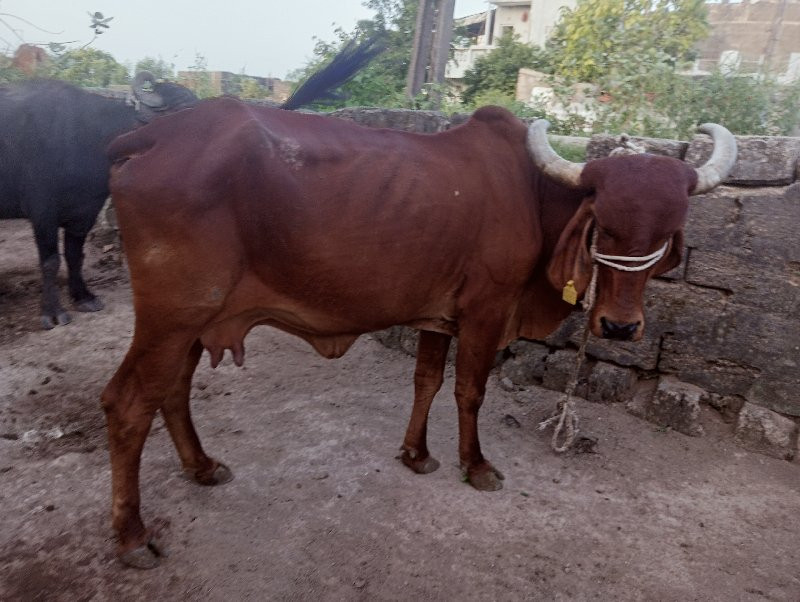 ગીર ગાય વેસવાની...