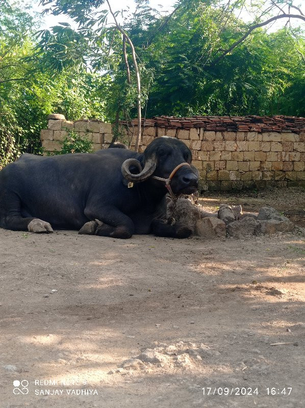 વેસવાનું છે