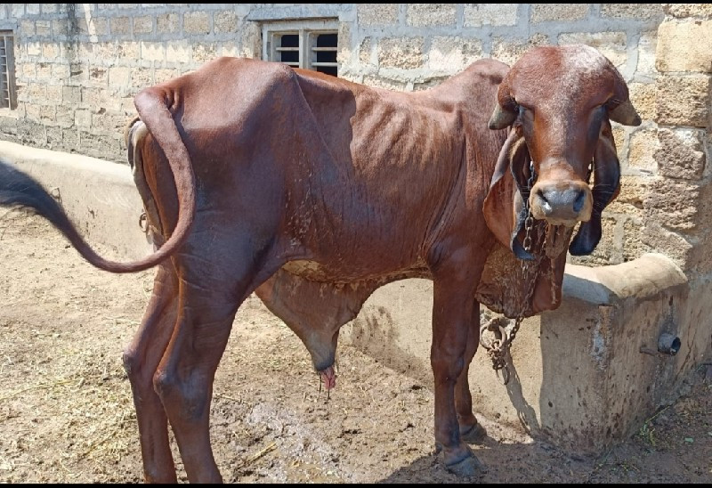 ઓરીજનલ ગીર બુલ...