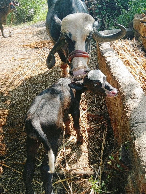 ભેસ વેચવાની છે...