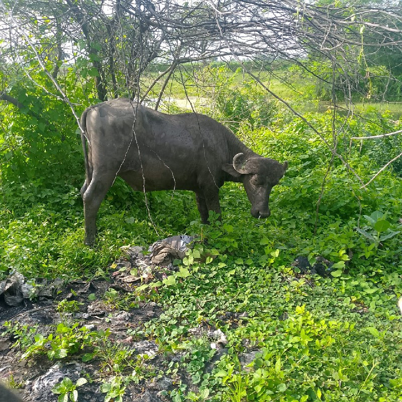 30000 ફૂટી ગયો...