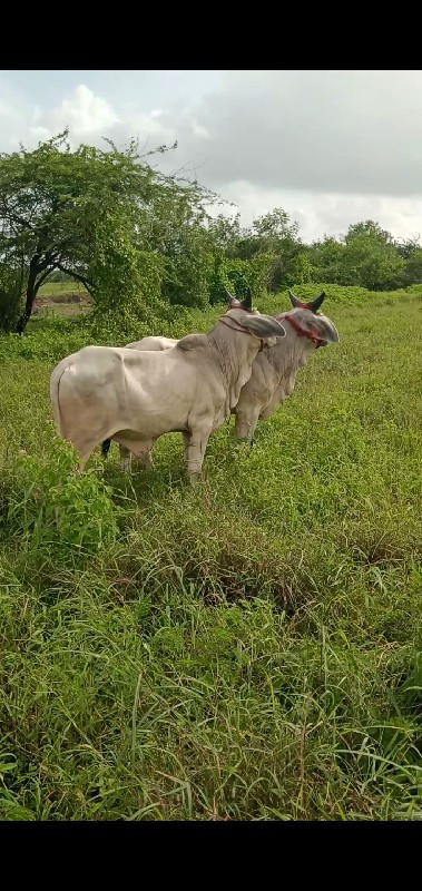 પીયોર,કાંકરેજ,...