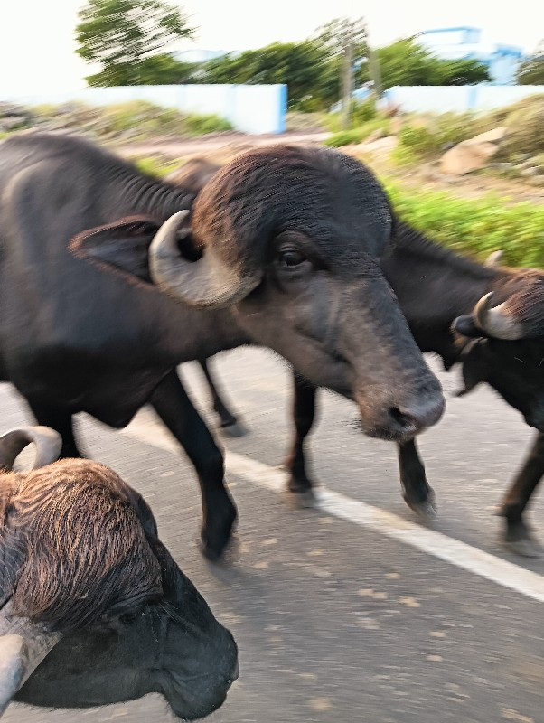 પાડો વેચવાનો છે