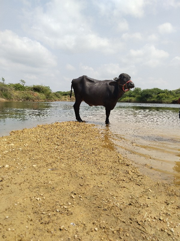 પેલવેતરી ખાડેલી...