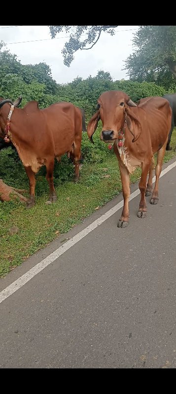 વાસડી