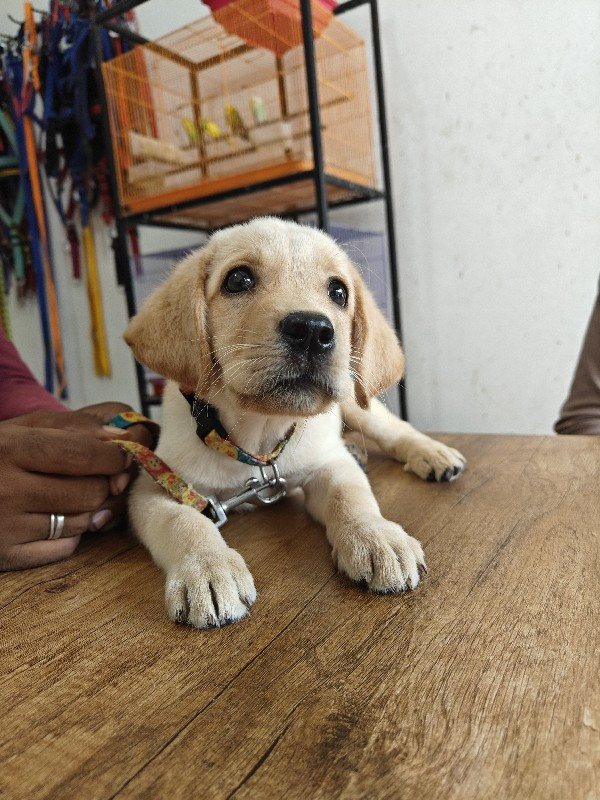 Labrador