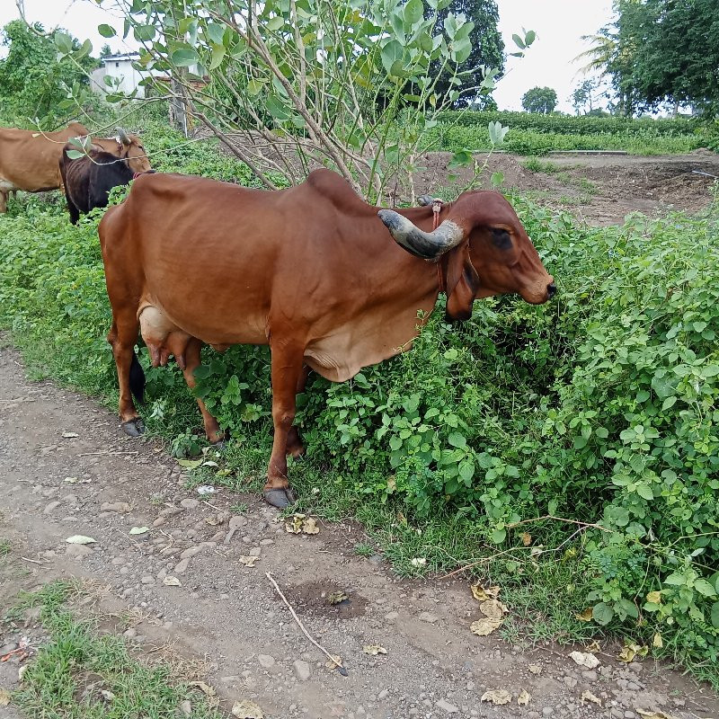 બે ગાયવેસવાની છ...